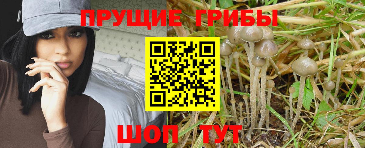 Снежинск  Псилоцибиновые грибы мицелий  Вход с VPN 